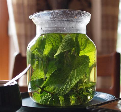 Buy Lemon Balm Tea Benefits Preparation Side Effects Herbal Teas