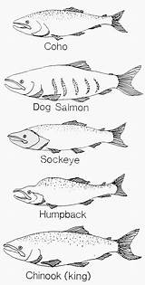 Salmon Preschool Lessons sketch template