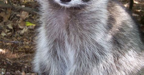 laughing raccoon raccoons    color