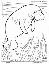 Manatee Mammals Robbe Ausmalbild Coloringhome sketch template