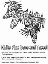 Pine Coloring Tree Pages Maine Cone Tassel Kidzone Geography Ws Usa Template Pine2 sketch template