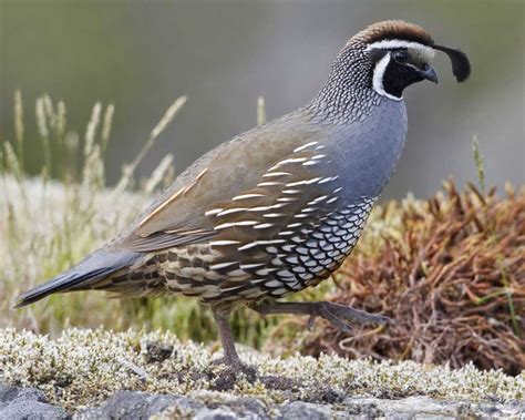 quail information