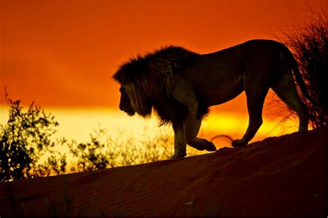 Lion Sunset South Africa S National Parks Safari Game