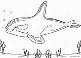 Coloring Whale Pages Kids Printable sketch template