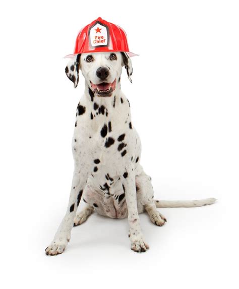 dalmatians fire dogs cuteness