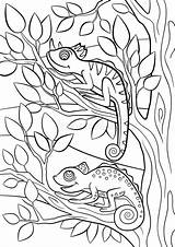 Camouflage Coloring Pages Animals Wild Printable Chameleon Chameleons Cute Little Two Drawing Vector Clipart Pattern Digital Color Animal Tree Illustration sketch template