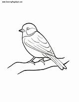 Coloring Finch Bird Pages Birds Cute Clipart Getcolorings Patterns Template Color sketch template