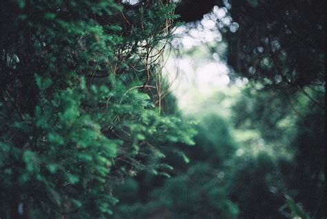 beautiful cute forest green image   favimcom