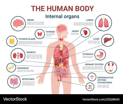 human body internal organs  parts info poster vector image
