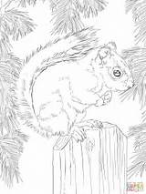 Squirrel Red Coloring Pages Printable American Supercoloring Animal Adult Drawing Squirrels Sheets Fall Drawings Book Puzzle Visit Choose Board sketch template