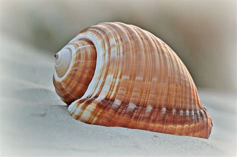 images coast nature spiral travel holiday fauna invertebrate seashell housing