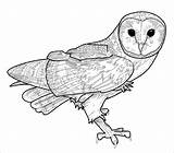 Coloring Pages Barn Owl Realistic Lineart Owls Deviantart Coloringbay sketch template