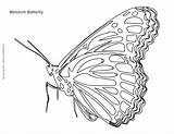 Caterpillar Monarch sketch template