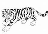 Tygrys Roaring Kolorowanka Drukuj Kolorowanek sketch template