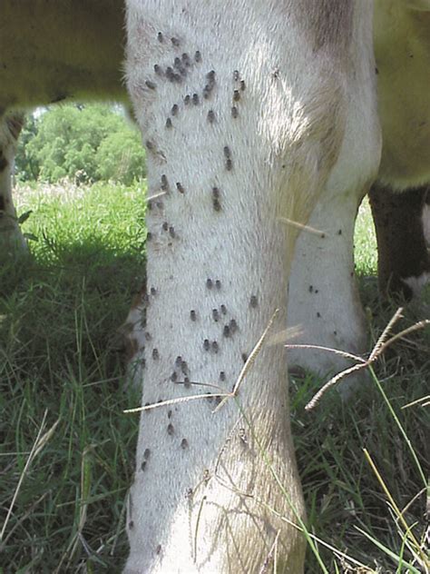 beef cattle ectoparasites beef web