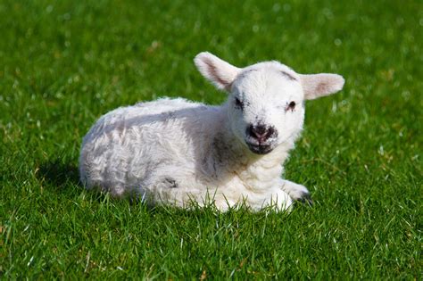 lamb sheep photo  fanpop