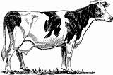 Holstein 999px sketch template