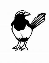 Magpie Coloring Pages Bird Colouring Sketch Choose Board sketch template