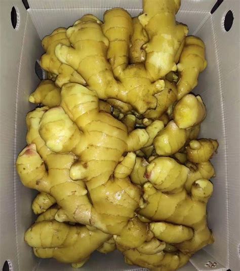 High Spicy Fresh Ginger Big Size 200g China Ginger Export China