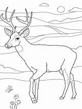 Coloring Pages Deer Tailed Printable Kids Print Buck Whitetail Drawing Color Doe Face Head Deers Bestcoloringpagesforkids Sheets Adult Hunting Clipart sketch template
