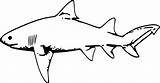 Shark Clipart Drawing Lemon Outline Gills Clip Fish Hammerhead Tiger Animal Stark Transparent Vector Tail sketch template