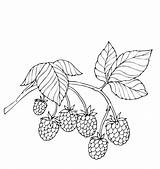 Coloring Berries Pages Fruits sketch template