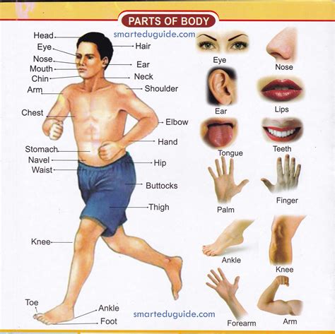 human body parts  hindi