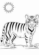 Tiger Cartoon Coloring Drawing Pages Printable Tigers Creative Animals sketch template