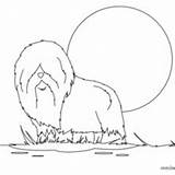 Bobtail Coloring Pages Dog Hellokids Head Puppy Chow sketch template