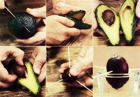 grow  avocado tree  endless organic avocados