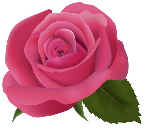 pink rose png clipart image  web clipart