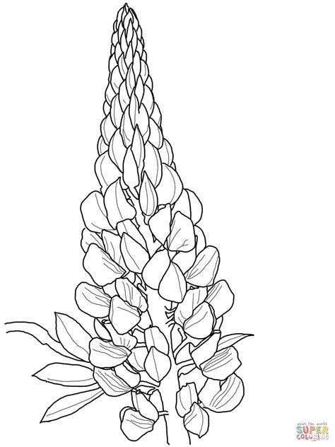 lupin coloring page flower drawing floral drawing flower coloring pages