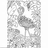 Coloring Pages Flamingo Bird Zentangle Mandala Choose Board Printable sketch template