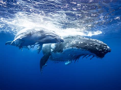biggest whales   world  conde nast traveler