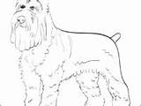 Schnauzer Coloring Pages Miniature Getdrawings sketch template