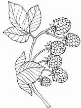 Berries Coloring Pages Template sketch template