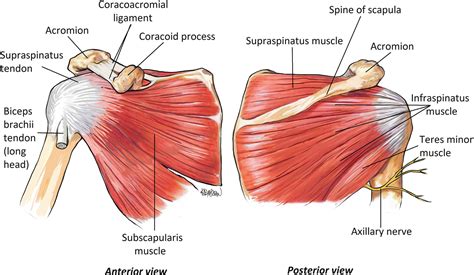 stability  shoulder joint proactive physio knowledge