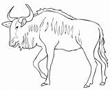 Gnu Wildebeest Colorare Ausmalbilder Springbok Disegno Antelope Striato Ausdrucken Ausmalbild sketch template