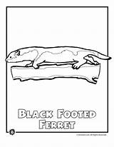 Coloring Endangered Moccasins Ferret sketch template