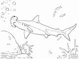 Hammerhead Coloring Pages Shark Getcolorings sketch template