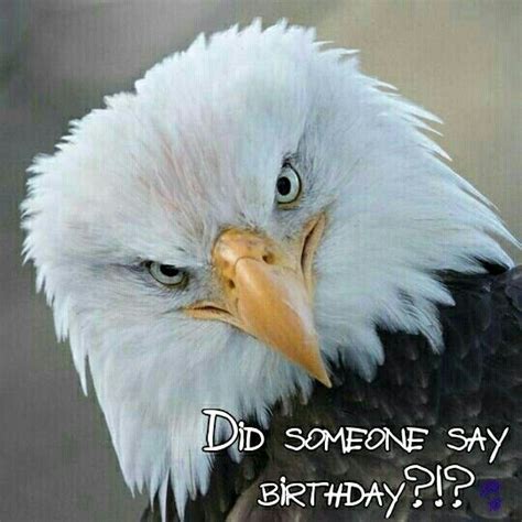 happy birthday bald eagle eagles types  eagles