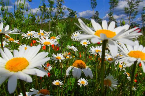 sommerwiese foto bild jahreszeiten sommer sommerwiesenblumen