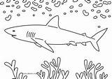 Shark Hai Malvorlagen Malvorlage Cool2bkids sketch template