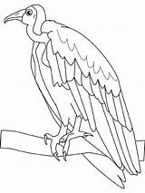 Vautour Buitre Vulture Coloriages Coloring Ptaki Kolorowanki Dibujosyjuegos sketch template