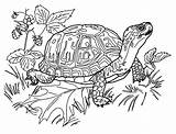 Coloring Turtles Kids Color Pages Print Beautiful Funny sketch template