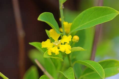 seed   week yellow orchid vine growing  science blog