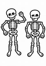 Skelett Esqueleto Halloween Skeletons Dancing Esqueletos Ausmalbild Bones Dead Skelet Getcolorings Calaveras Kleurplaten Coloringhome Malvorlagen Muertos Momjunction sketch template