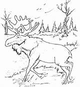 Moose Coloringfolder sketch template