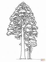 Sequoia Coloring Redwood Giant Tree Pages California Drawing State Printable Pine Cedar Kids Color Trees Vs Supercoloring Mission Line Competing sketch template