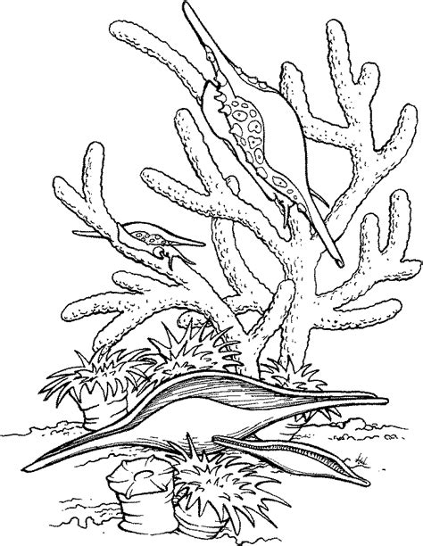 sea life coloring page coloring home